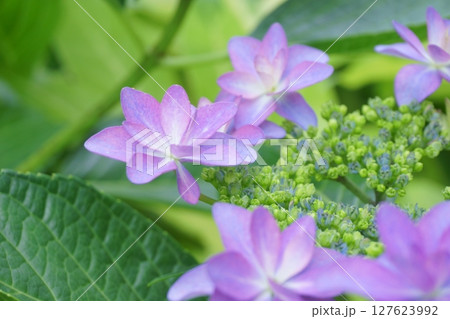 紫のガクアジサイの装飾花のアップ 127623992