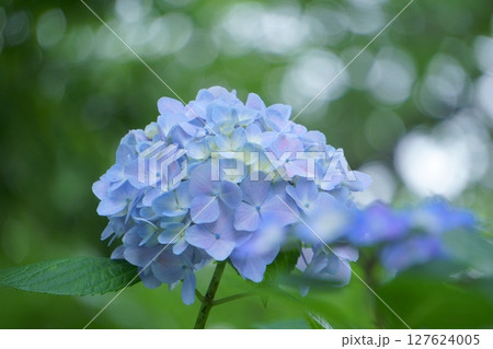青い本紫陽花 127624005