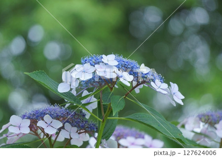 玉ボケを背景とした青いガクアジサイ 127624006
