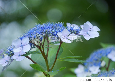青いガクアジサイ 127624010