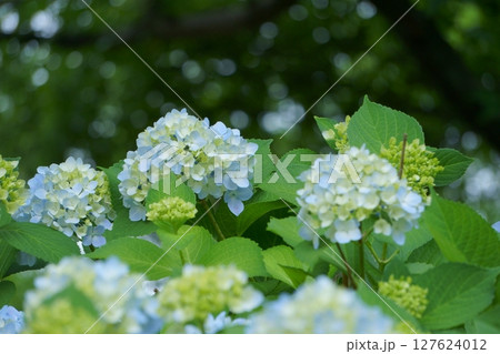 薄青色のアジサイ 127624012