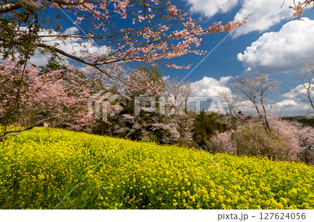 栃木県芳賀郡益子町小宅　桜の名所小宅古墳群の丘に咲くソメイヨシノなどの桜と菜の花畑 127624056