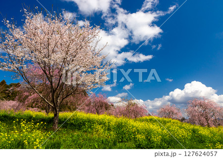 栃木県芳賀郡益子町小宅 桜の名所小宅古墳群の丘に咲くソメイヨシノなどの桜と菜の花畑 栃木県芳賀郡益子町小宅 桜の名所小宅古墳群の丘に咲くソメイヨシノなどの桜と菜の花畑 127624057