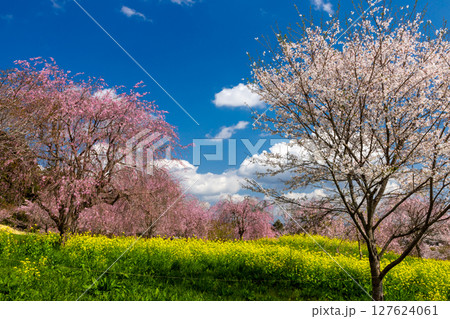栃木県芳賀郡益子町小宅 桜の名所小宅古墳群の丘に咲くソメイヨシノなどの桜と菜の花畑 栃木県芳賀郡益子町小宅 桜の名所小宅古墳群の丘に咲くソメイヨシノなどの桜と菜の花畑 127624061