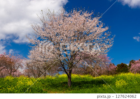 栃木県芳賀郡益子町小宅 桜の名所小宅古墳群の丘に咲くソメイヨシノなどの桜と菜の花畑 栃木県芳賀郡益子町小宅 桜の名所小宅古墳群の丘に咲くソメイヨシノなどの桜と菜の花畑 127624062