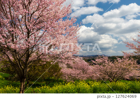 栃木県芳賀郡益子町小宅 桜の名所小宅古墳群の丘に咲くソメイヨシノなどの桜と菜の花畑 栃木県芳賀郡益子町小宅 桜の名所小宅古墳群の丘に咲くソメイヨシノなどの桜と菜の花畑 127624069