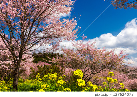 栃木県芳賀郡益子町小宅　桜の名所小宅古墳群の丘に咲くソメイヨシノなどの桜と菜の花畑 127624078