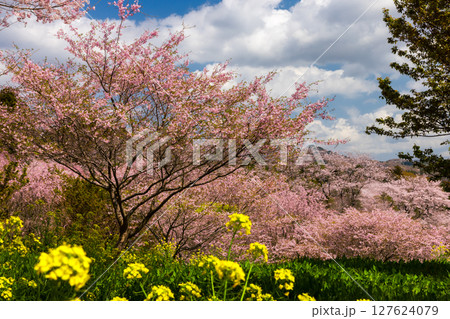 栃木県芳賀郡益子町小宅　桜の名所小宅古墳群の丘に咲くソメイヨシノなどの桜と菜の花畑 127624079