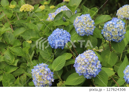 初夏の庭に咲く青や水色のアジサイの花 初夏の庭に咲く青や水色のアジサイの花 127624306