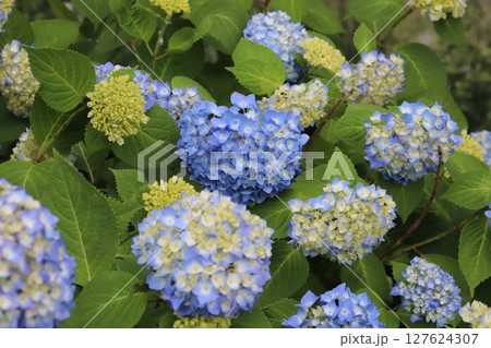 初夏の庭に咲く青や水色のアジサイの花 127624307