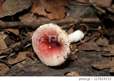 ピンク色のカサが開いたベニタケ属茸（自然環境下菌・キノコ類ストロボマクロ撮影） 127624313
