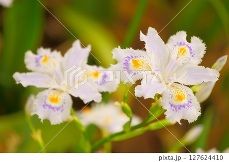 紫と黄色の斑点があるシャガの花 紫と黄色の斑点があるシャガの花 127624410