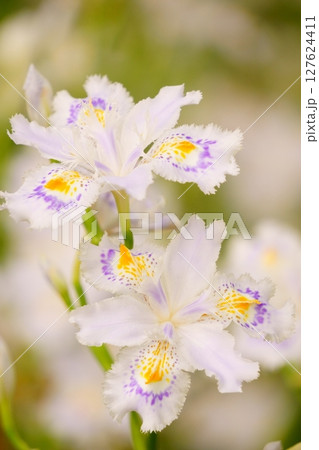 満開のシャガの花 満開のシャガの花 127624411