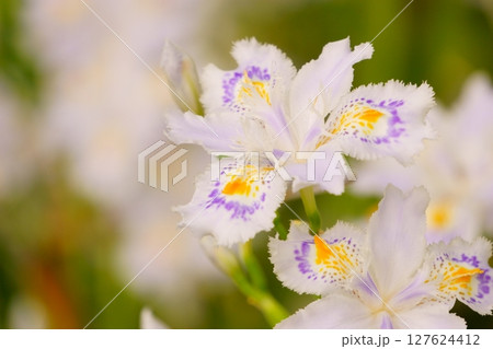 薄紫の花　シャガ 127624412