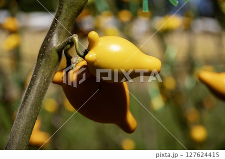 フォックスフェイス 127624415