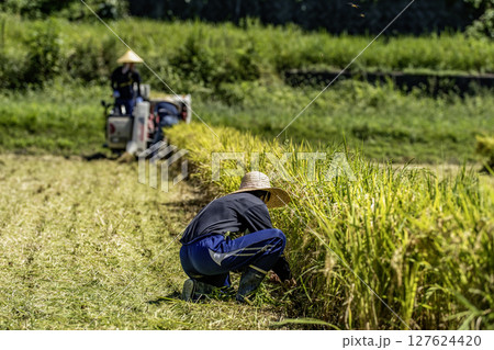 米の収穫 127624420