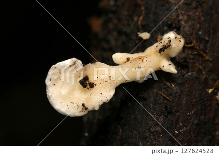 土ではなく朽木などから生えるニクハリタケ科の仲間Loweomyces fractipes幼菌表面 土ではなく朽木などから生えるニクハリタケ科の仲間Loweomyces fractipes幼菌表面 127624528
