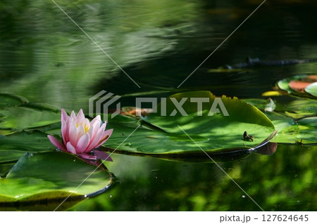 池に浮かぶスイレンの花 127624645