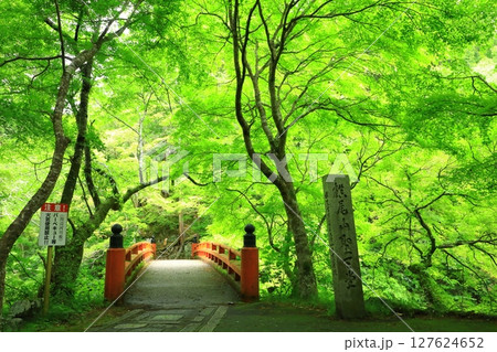 新緑の清滝川　渓谷美と指月橋 127624652