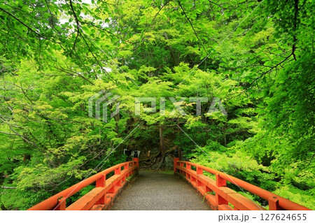 新緑の清滝川　渓谷美と指月橋 127624655