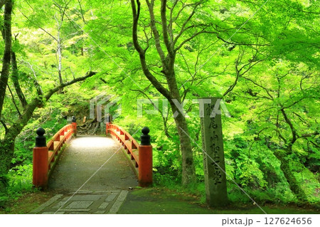 新緑の清滝川　渓谷美と指月橋 127624656