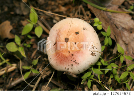 未熟な饅カサカサ、白とピンクのベニタケ属キノコ（自然環境下昆虫類ストロボマクロ撮影） 127624678