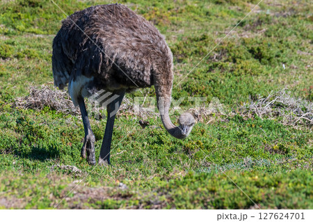 Osterich near cape of good hope 127624701
