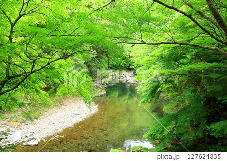 新緑の清滝川　渓谷美 127624835