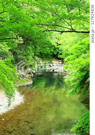 新緑の清滝川 渓谷美 新緑の清滝川 渓谷美 127624836