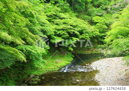 新緑の清滝川　渓谷美 127624838