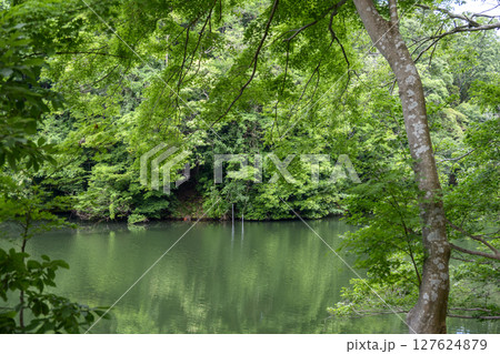 震生湖 堰止湖 6月 素材 【神奈川県 秦野市】 127624879