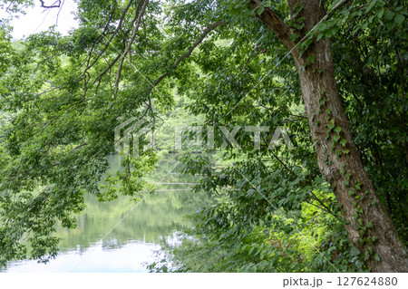 震生湖 堰止湖 6月 素材 【神奈川県 秦野市】 127624880