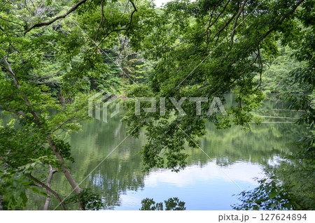 震生湖 堰止湖 6月 素材 【神奈川県 秦野市】 127624894