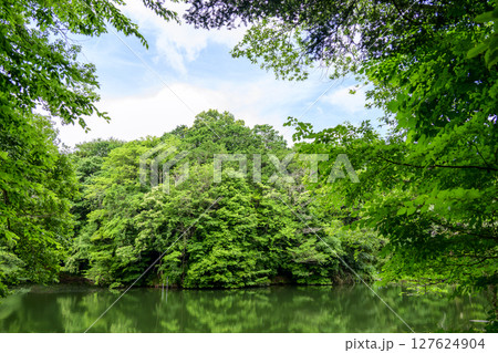 震生湖 堰止湖 6月 素材 【神奈川県 秦野市】 震生湖 堰止湖 6月 素材 【神奈川県 秦野市】 127624904