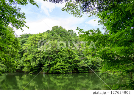 震生湖 堰止湖 6月 素材 【神奈川県 秦野市】 震生湖 堰止湖 6月 素材 【神奈川県 秦野市】 127624905