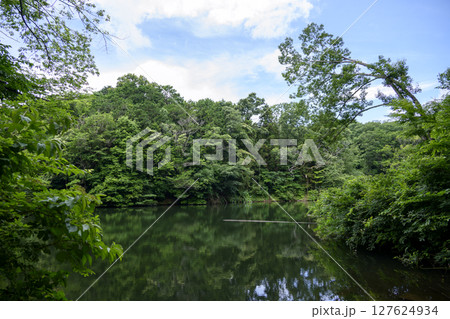 震生湖 堰止湖 6月 素材 【神奈川県 秦野市】 震生湖 堰止湖 6月 素材 【神奈川県 秦野市】 127624934