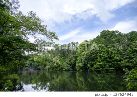 震生湖 堰止湖 6月 素材 【神奈川県 秦野市】 127624943