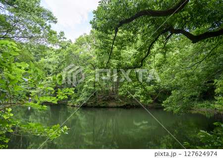 震生湖 堰止湖 6月 素材 【神奈川県 秦野市】 127624974