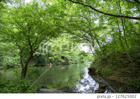震生湖 堰止湖 6月 素材 【神奈川県 秦野市】 震生湖 堰止湖 6月 素材 【神奈川県 秦野市】 127625002