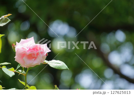 光を浴びるピンクのバラ 127625013