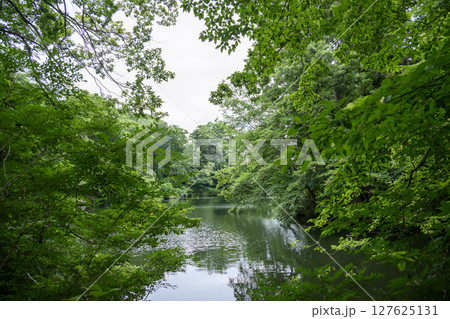 震生湖 堰止湖 6月 素材 【神奈川県 秦野市】 127625131