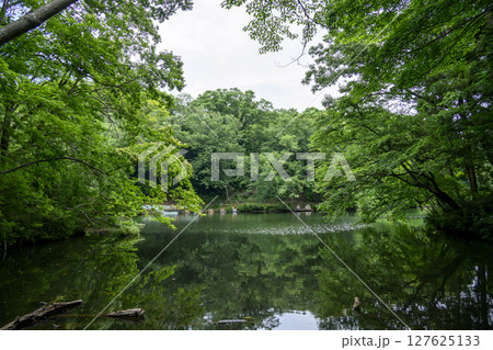 震生湖 堰止湖 6月 素材 【神奈川県 秦野市】 127625133