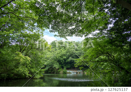 震生湖 堰止湖 6月 素材 【神奈川県 秦野市】 127625137
