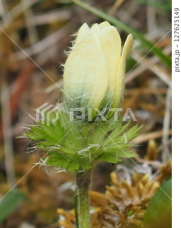 産毛に覆われているかのようなツクモグサのつぼみ(20250612093704) 産毛に覆われているかのようなツクモグサのつぼみ(20250612093704) 127625149
