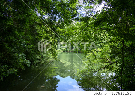 震生湖 堰止湖 6月 素材 【神奈川県 秦野市】 127625150