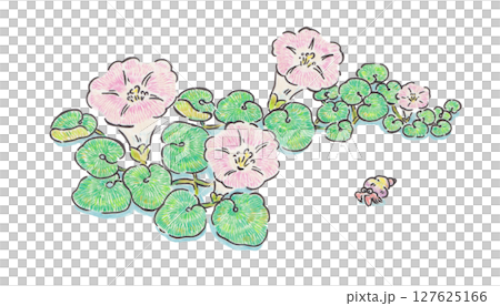 ハマヒルガオとヤドカリのイラスト 127625166