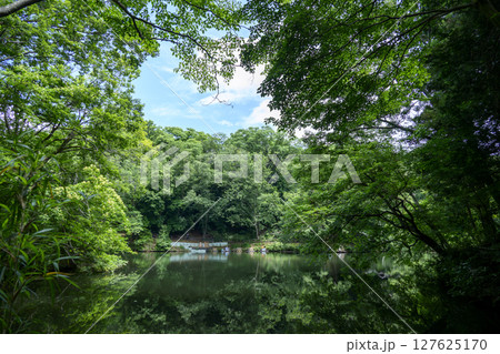 震生湖 堰止湖 6月 素材 【神奈川県 秦野市】 震生湖 堰止湖 6月 素材 【神奈川県 秦野市】 127625170