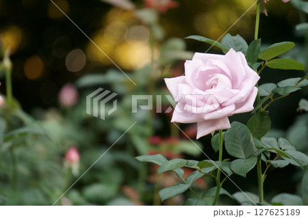 光に煌めく薄紫色のバラ 光に煌めく薄紫色のバラ 127625189