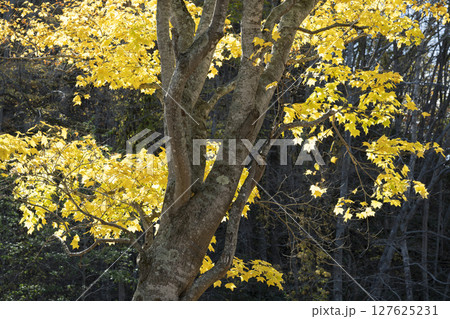 イタヤカエデ　滝野すずらん丘陵公園　札幌市 127625231