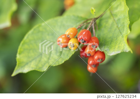 ワタゲカマツカ 平岡樹芸センター 札幌市 ワタゲカマツカ 平岡樹芸センター 札幌市 127625234